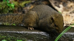 Sundasciurus everetti