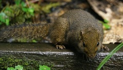 Sundasciurus everetti