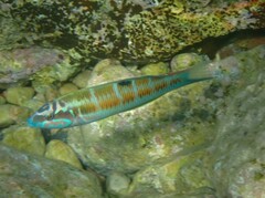 Thalassoma pavo