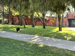 Corvus cornix