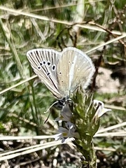 Polyommatus damon