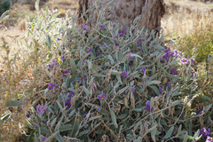 Solanum elaeagnifolium