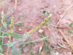 Echinochloa colona