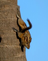 Funambulus palmarum