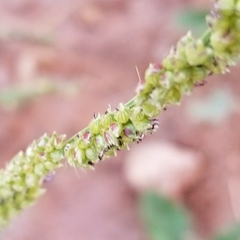 Echinochloa colona