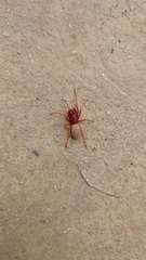 Dysdera crocata