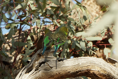Melopsittacus undulatus