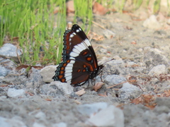 Limenitis arthemis arthemis