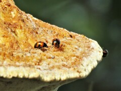 Diaperis nigronotata