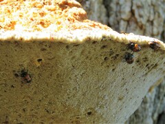 Diaperis nigronotata