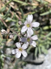 Gypsophila repens