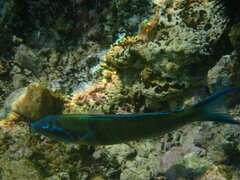 Thalassoma pavo