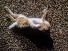 Lepus granatensis