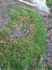 Selaginella densa