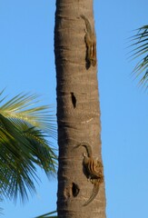 Funambulus palmarum