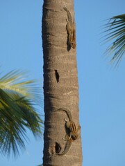 Funambulus palmarum