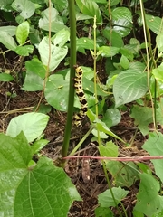 Tinolius eburneigutta