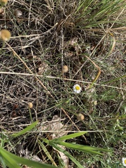 Erigeron flagellaris