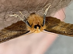 Tetracis jubararia