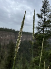 Leymus cinereus