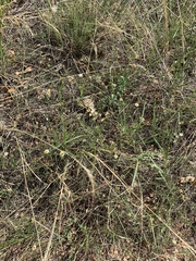 Erigeron flagellaris