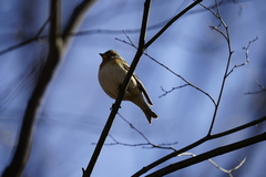 Fringilla montifringilla