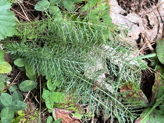 Achillea millefolium