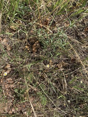 Erigeron flagellaris