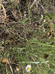 Erigeron flagellaris