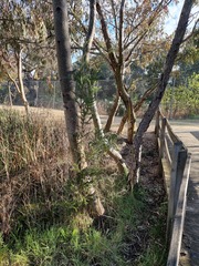 Melaleuca styphelioides