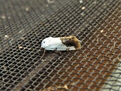 Tarache tetragona