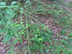 Verbena urticifolia
