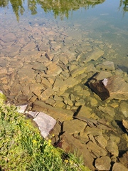 Oncorhynchus clarkii