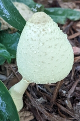 Leucocoprinus birnbaumii