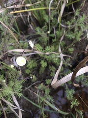 Anthemideae
