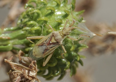 Harmostes reflexulus