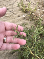 Arthroceras subterminale