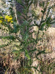 Melaleuca styphelioides