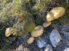 Suillus viscidus