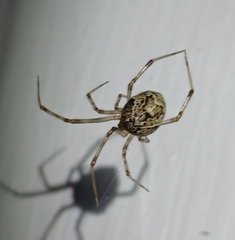 Parasteatoda tepidariorum