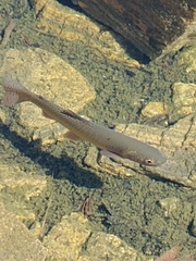 Oncorhynchus clarkii