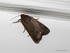 Amphipyra tragopoginis