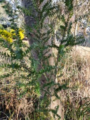 Melaleuca styphelioides