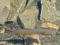 Oncorhynchus clarkii