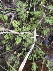 Anthemideae