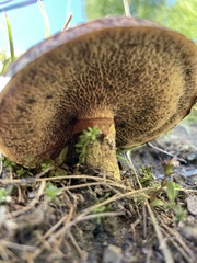 Suillus viscidus