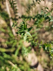 Melaleuca styphelioides