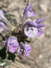 Scutellaria alpina