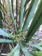 Cyperus textilis