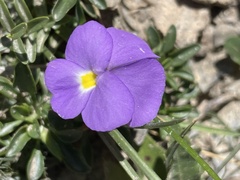 Viola cenisia
